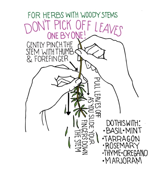 woody stems