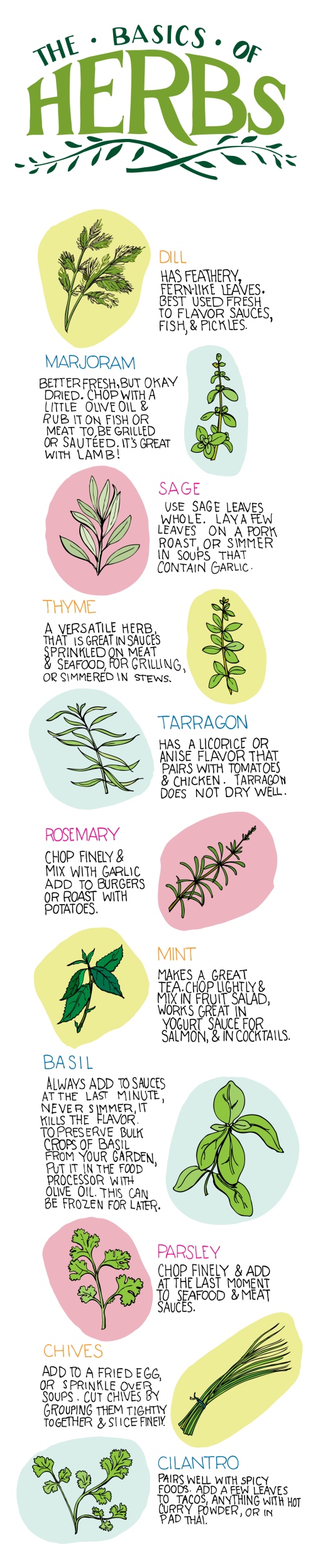 The Basics of Herbs [Illustration] | ecogreenlove